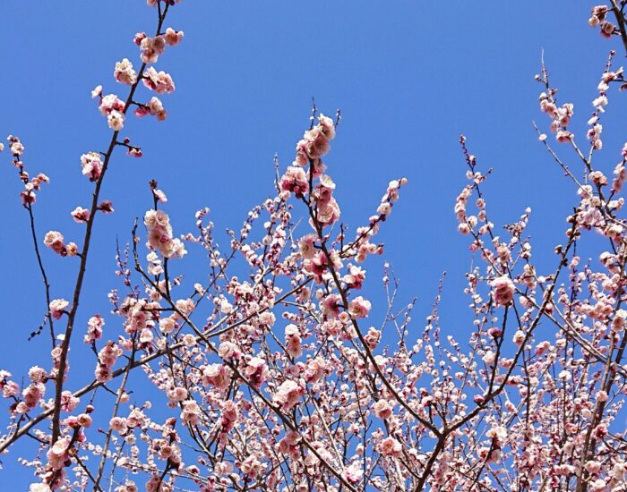 三月の大師餅は「桜あん」