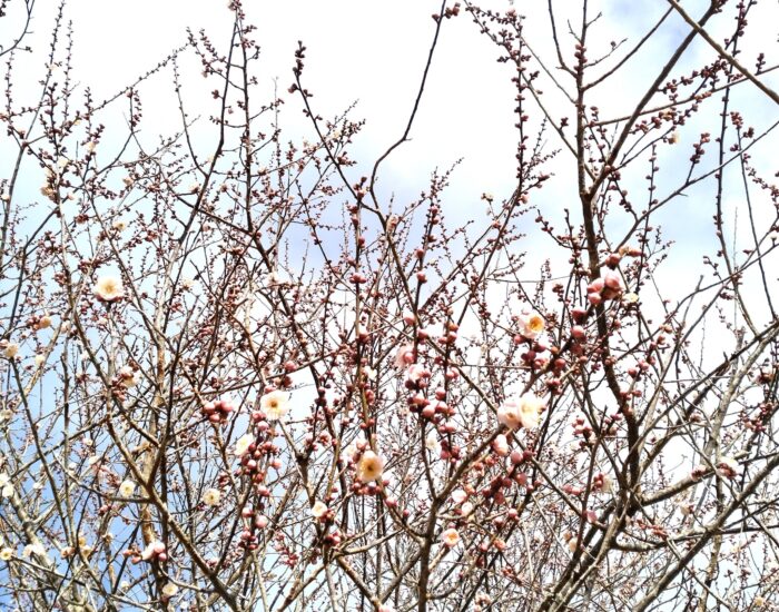 ４月の大師餅は「桜あん」