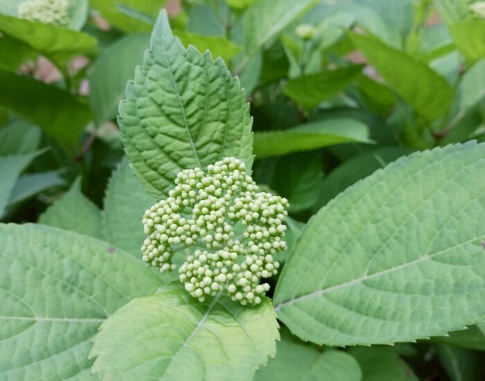 ６月８日はあじさいまつり