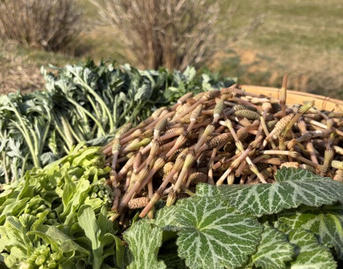 春の天ぷら、はじめました